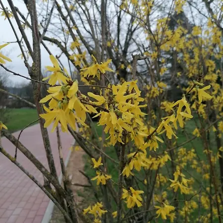 Appartement Felten In Minheim