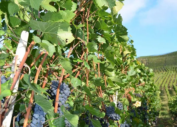 Felten In Apartment *